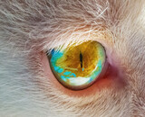 Fototapeta Paryż - Close up of a blue and yellow cat eye
