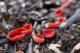 Fototapeta Psy - Beautiful macro shot of edible spring mushrooms scarlet elf cup (Sarcoscypha coccinea) in the spring forest. Nature macro photography