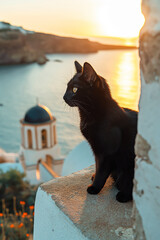 Schwarze Katze auf Santorin. Seeblick. Sanftes Abendlicht