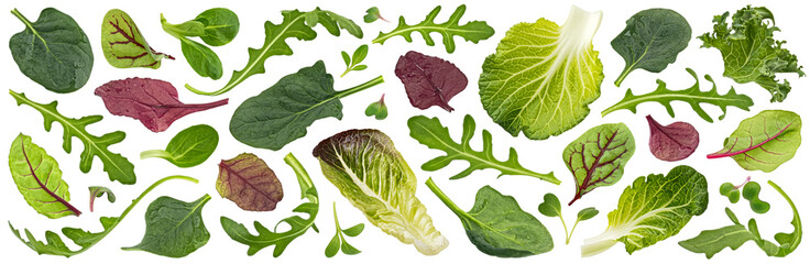 Wall Mural - Salad leaves mix isolated on white background