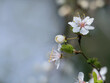 Frühlingswetter alles erblüht, weiße kleine Blüten überall