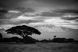 Fototapeta  -  Góra Kilimandżaro  na afrykańskiej sawannie w czarno białej kolorystyce
