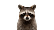 Raccoon animal cut out. Isolated raccoon animal on transparent background
