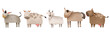 Set of rural artiodactyl animals from the farm. Barnyard. Hand drawn illustration on isolated background