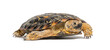 Flat-shelled pancake tortoise, Malacochersus tornieri, isolated on white