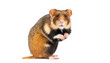 European hamster On its hind legs looking at the camera, Cricetus cricetus, isolated on white