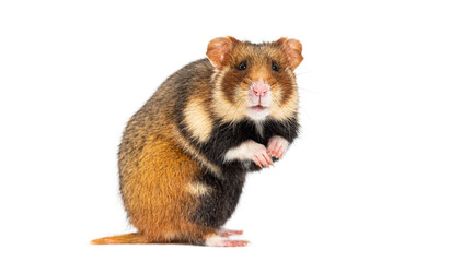 Wall Mural - European hamster On its hind legs looking at the camera, Cricetus cricetus, isolated on white