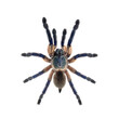 Top view of dorsal side Peacock tarantula, Poecilotheria metallica, isolated on white
