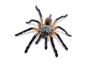 Wall Mural - Top view of a Peacock tarantula, Poecilotheria metallica, isolated on white