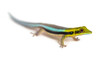 Side view of a yellow-headed day gecko, Phelsuma klemmeri, isolated on white