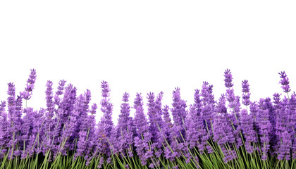 Wall Mural - lavender flowers in the grass foreground isolated on transparent background cutout