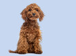 Cute Cheerful Brown Toy Poodle puppy looking away, blue background