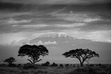 Fototapeta Sawanna -  Góra Kilimandżaro  na afrykańskiej sawannie w czarno białej kolorystyce
