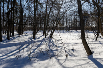 Wall Mural - Winter landscape in the forest on a sunny day. Trees in the snow.