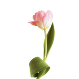 Isolated, single, gently pink tulip flower on transparent background. Concept of spring holidays: Women's Day, Mother's Day, Easter