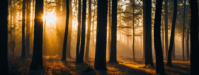Wall Mural - Sun Shining Through Trees in Forest
