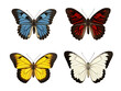 butterfly collection set isolated on transparent background, transparency image, removed background