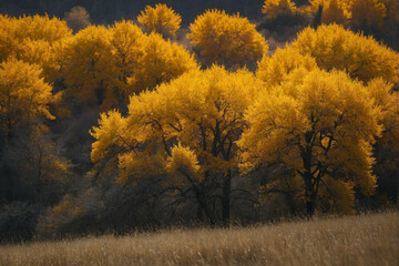 Wall Mural - Group of Trees Standing in the Grass