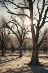 Wall Mural - Sun Shining Through Trees