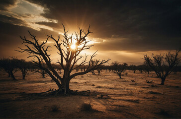 Poster - Sun Setting Behind Barren Tree