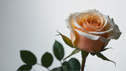 Sticker - A White and Orange Rose