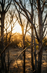Wall Mural - Sun Shining Through Trees in Woods