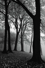 Wall Mural - Monochrome Forest Scene With Trees and Leaves