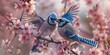  blooming peach blossoms by the lake , two cute chubby Blue Jay bird flying up , pecking flowers , kiss each , Nikon D850 , and the lens focal length is 120mm 
