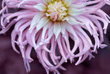 Fototapeta  - Close-up of beautiful pink dahlia flower,