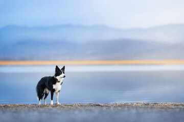  A black and white border collie stands against a background of a blue lake and mountains on a cloudy day and looks thoughtfully to the right. Dog against the background of nature