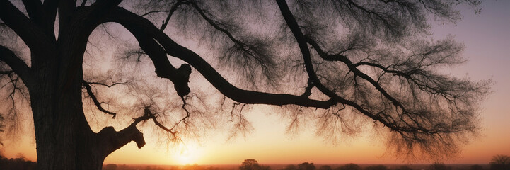 Wall Mural - Silhouetted Tree Branches Against a Vibrant Sunset Sky