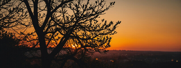 Wall Mural - Sun Setting Behind Leafless Tree