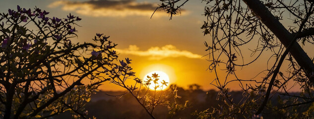 Canvas Print - Sun Setting Through Tree Branches