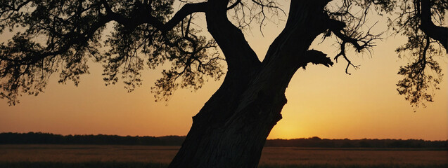 Wall Mural - Sun Setting Behind Tree in Field