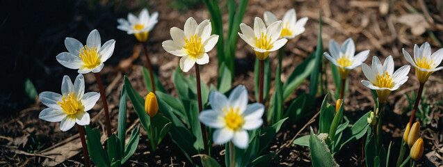 Wall Mural - Group of White and Yellow Flowers in Dirt