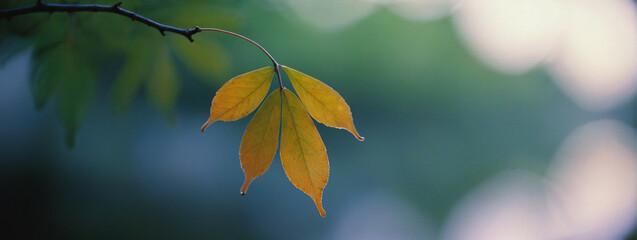 Wall Mural - Golden Leaf Hanging From Tree Branch With Blurry Background
