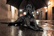 Deutsche Dogge in einer Häuserschlucht nachts bei Regen unter einem Regenschirm