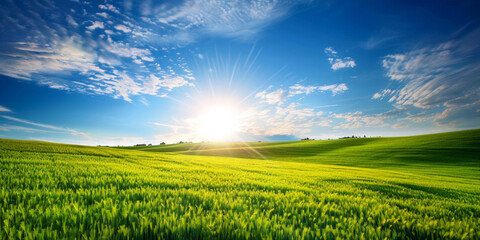 Wall Mural - A bright sunny day with a clear blue sky and a field of green grass