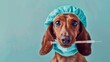 Dog holds a medical syringe, wearing a medical veterinary cap. Medical veterinary clinics for pets, emergency care for animals, surgical operation with anesthesia, tests for animals in the clinic