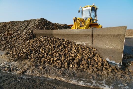  Bulldozer shoveling heap of sugar beet after harvest, In 2015 in Krasnodar region yields reached record level - 58.4 centners per hectare