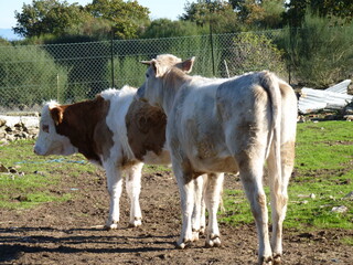 deux vaches dans une ferme