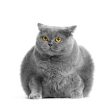 Fototapeta Koty - A fat British cat sits on a white background.