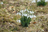 Fototapeta Koty - Blooming snowdrops in a forest or park, the first spring flowers.