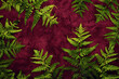 Lush Green Ferns on Vibrant Red Background with Copy Space for Text or Image in Nature Concept