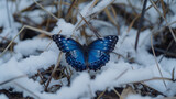 Fototapeta Big Ben - In a world blanketed by snow and ice, a blue butterfly emerges, a symbol of resilience and beauty amidst the harshness of winter's embrace.