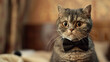 Scottish Fold cat in a chic bow tie with an aloof yet inviting gaze