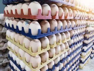 Wall Mural - Fresh hatching eggs on the plastic  trays  in farm hatchery.