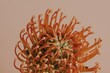 Orange pincushion protea flower