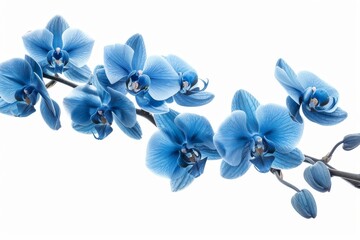 Poster - Branches of orchids with blue flowers isolated on white