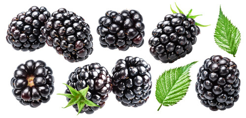 Wall Mural - Set of blackberries and blackberry leaves and blackberries leaves on white background. File contains clipping paths.